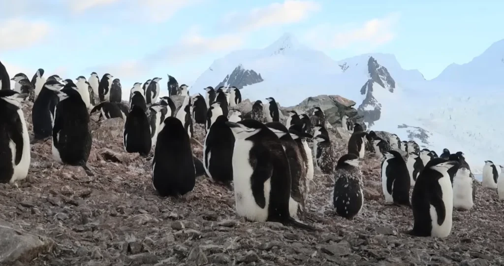 Penguin Colonies