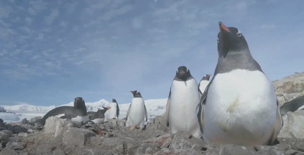 Penguin Watching - Solo Travel To Antarctica