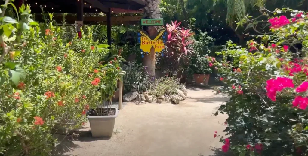 The Butterfly Farm - Solo Travel Aruba