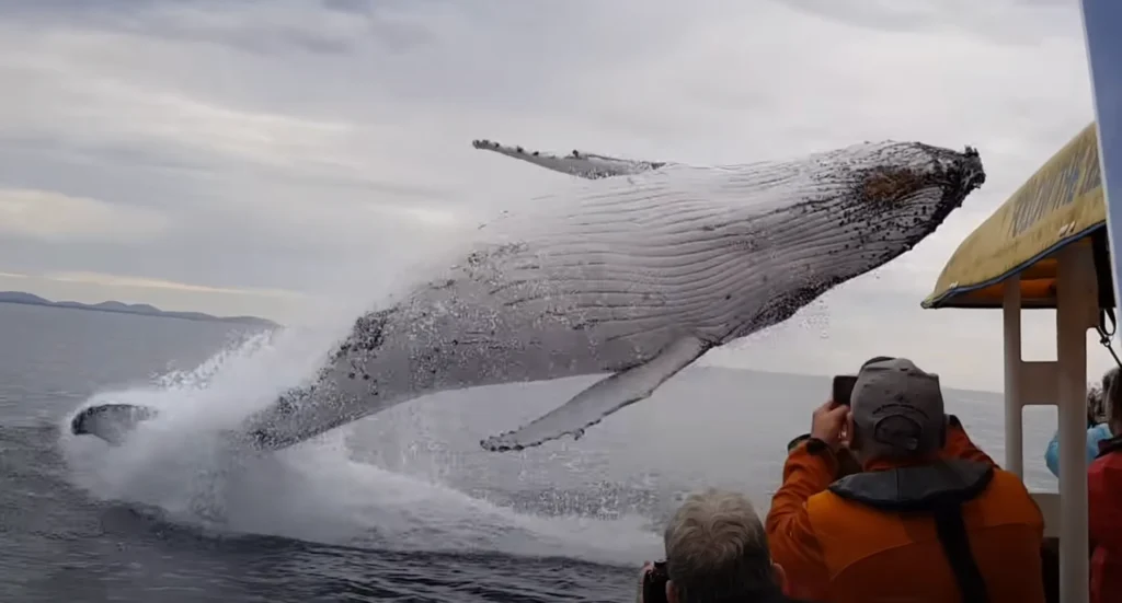 Whale Watching - Solo Travel To Antarctica